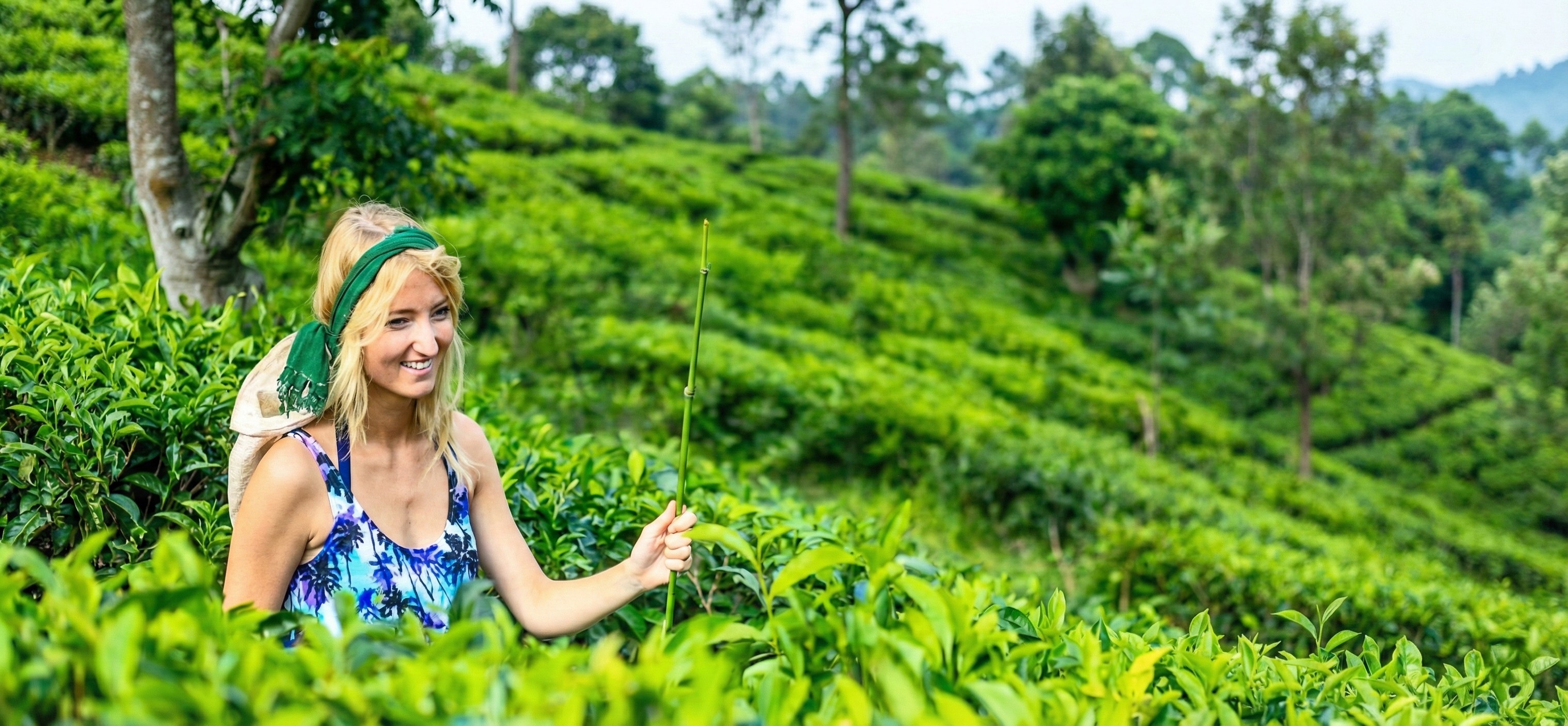 Discover the Art of Ceylon Tea